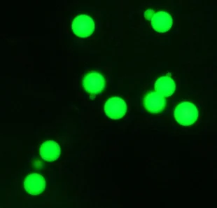 

Polystyrene Green Fluorescent Microspheres