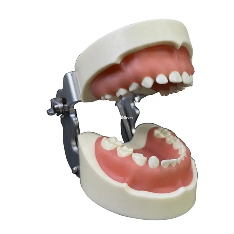 Kids Teeth Typodont Dental Implant Study Analysis Demonstration Teeth Model Dropship