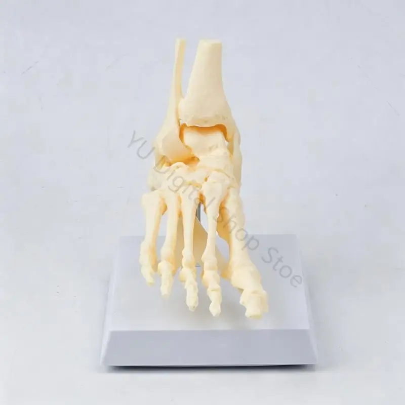 96BA Hard Molded Foot Skeleton Anatomy Model for Classroom Teaching Study Reference