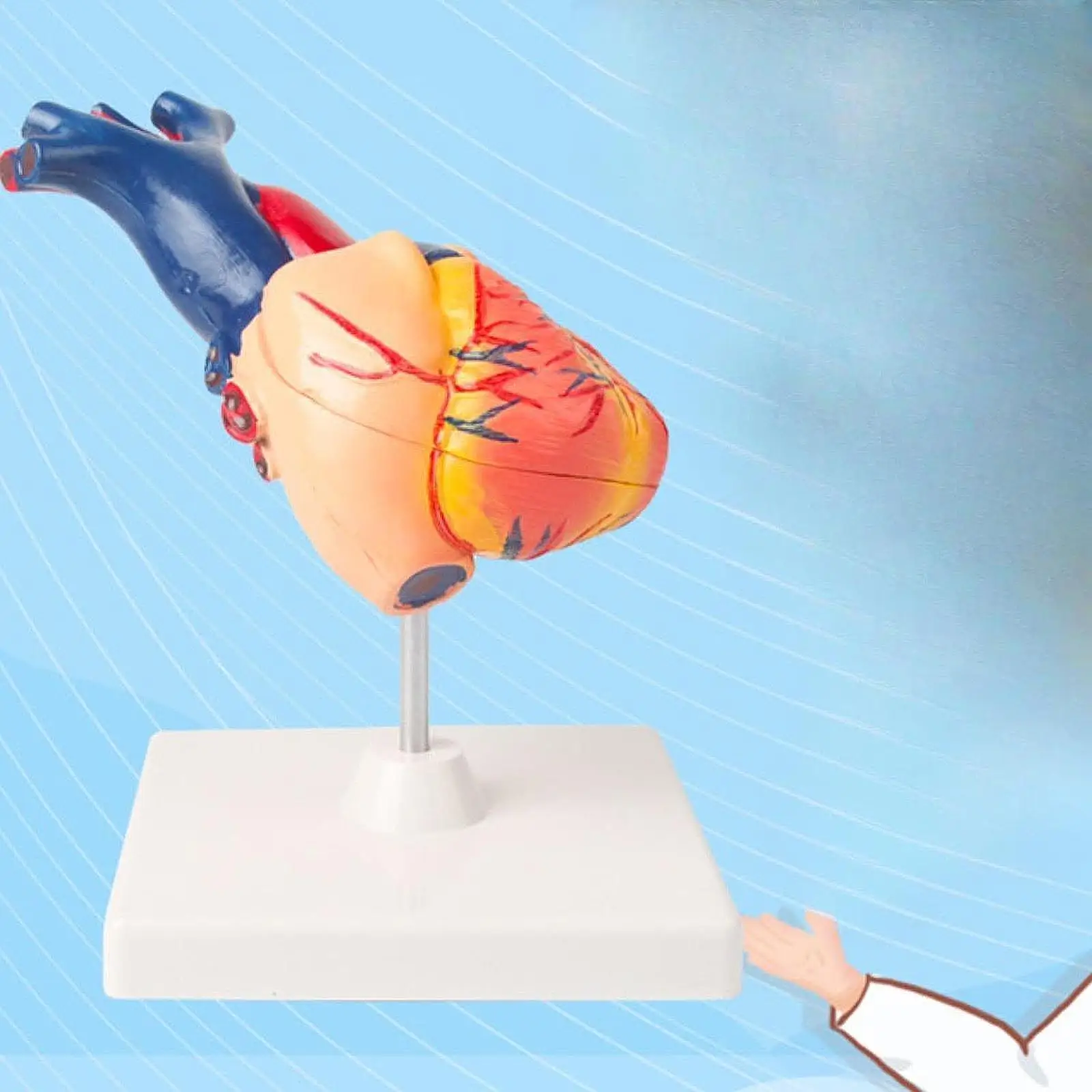 Human Heart Model Simulation Professional Structure Human Skeleton Anatomy Heart Anatomical Model for Science Classroom Study