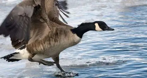 

Набор инструментов RC 18 в 1: Отвертки, плоскогубцы, шестигранные ключи, торцевые головки, гаечные ключи, ремонтный набор для радиоуправляемых самолетов, моделей автомобилей и игрушек