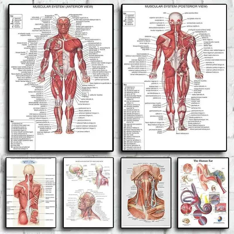 Pädagogische menschliche Anatomie, Leinwand, Wandkunst, Muskelsystem, Gesichtsmuskulatur, Hautstruktur, Poster für wissenschaftliche Heimdekoration