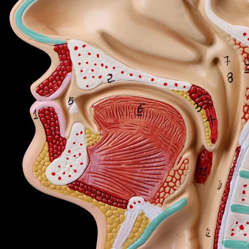 Modelo de cavidad Nasal humana, modelo de cavidad Oral, modelo anatómico de faringe y laringe, modelado de Otolaringología de cavidad faríngea