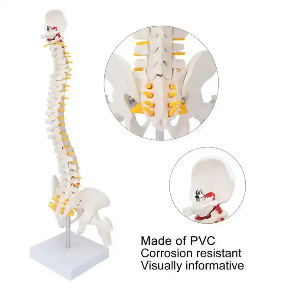 45CM Human Spine Vertebral Model Lumbar Fexible Curve Anatomical Medical Model Pelvic Column Training Education Teaching Models