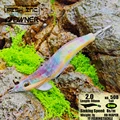 2.0 508 RAINBOW