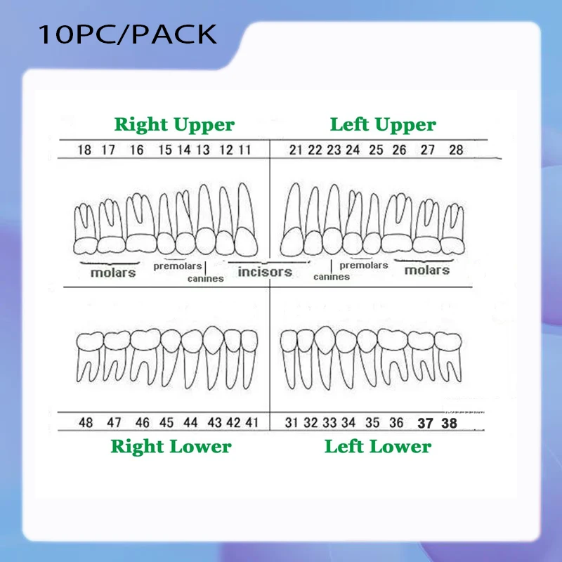 Dental Typodont Model Columbia 860 License Exam Practic 32 Pcs Teeth Restorative