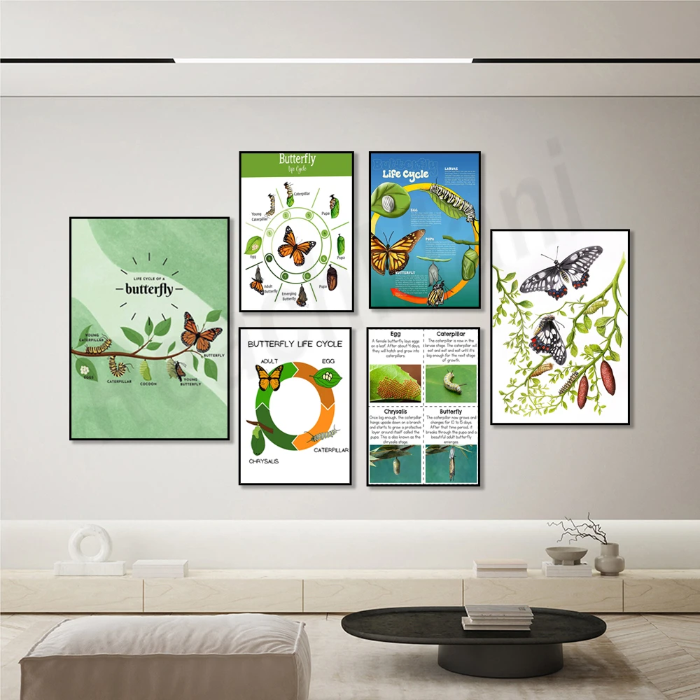 

Life cycle of butterfly poster, life cycle of monarch butterfly, butterfly nature research science art, educational poster