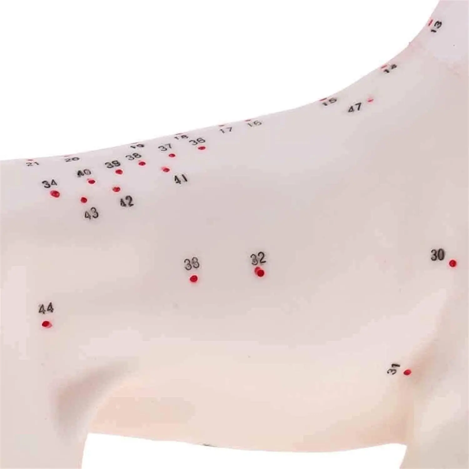 

New Anatomical Dog Model Acupuncture Anatomy Acupuncture Point Model of the Dog Body with 72 Acupuncture Points Study Model