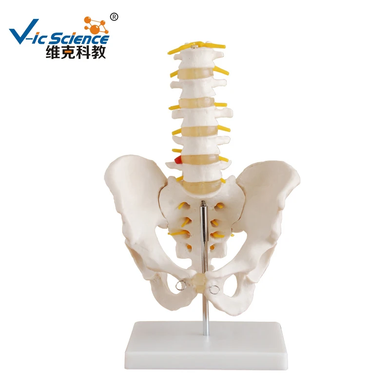 

Half-Size Pelvis with 5pcs Lumbar Vertebrae Pelvis Skeleton Model Lumbar Pelvis Bone Model Educational Model