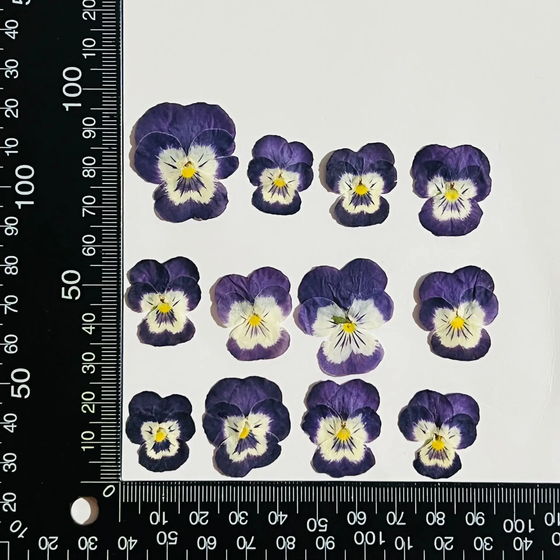 

120pcs Pressed Purple&Yellow Dried Viola Tricolor L. Flower Plant Herbarium For Jewelry Case Bookmark Invatation Card DIY Making