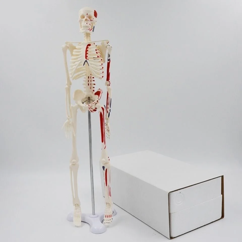 

45CM Human Skeleton Model Removable Anatomy Human Body Model Medical Learn Aid