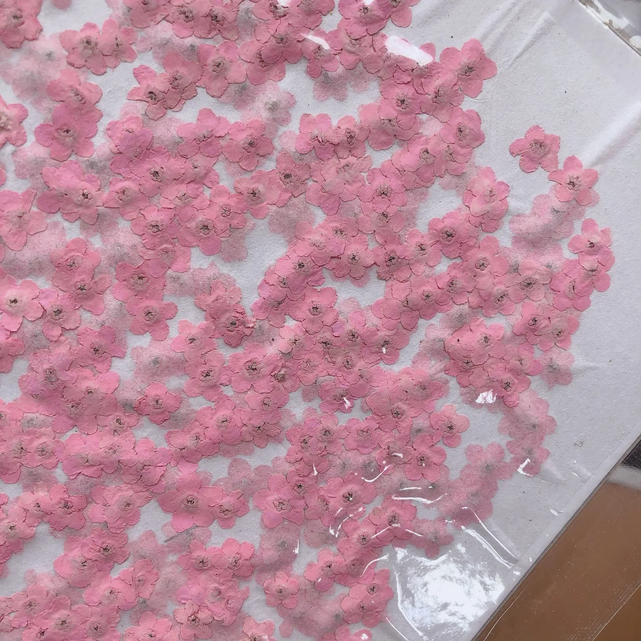 80 Stück/0,5-1,5 cm, Gepresste Mini-Vergissme-nicht-Blütenblätter, Gefärbte Echte Mini-Blumen für DIY-Nageldesign, Basteln, Foto-Geschenkkarten – Detail 9