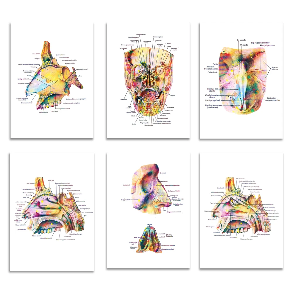 Nose anatomy art poster, medical diagram nose anatomy, medical education infographics, ENT, rhinologist office decoration gift