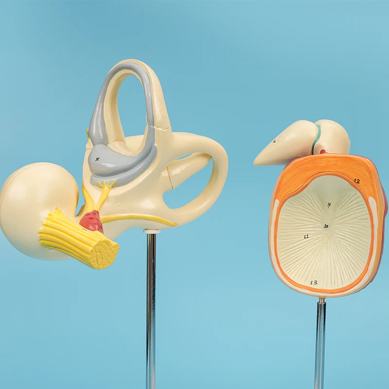 Enlarge the anatomical model of the inner ear ossicles, tympanic membrane, vestibular cochlear nerve