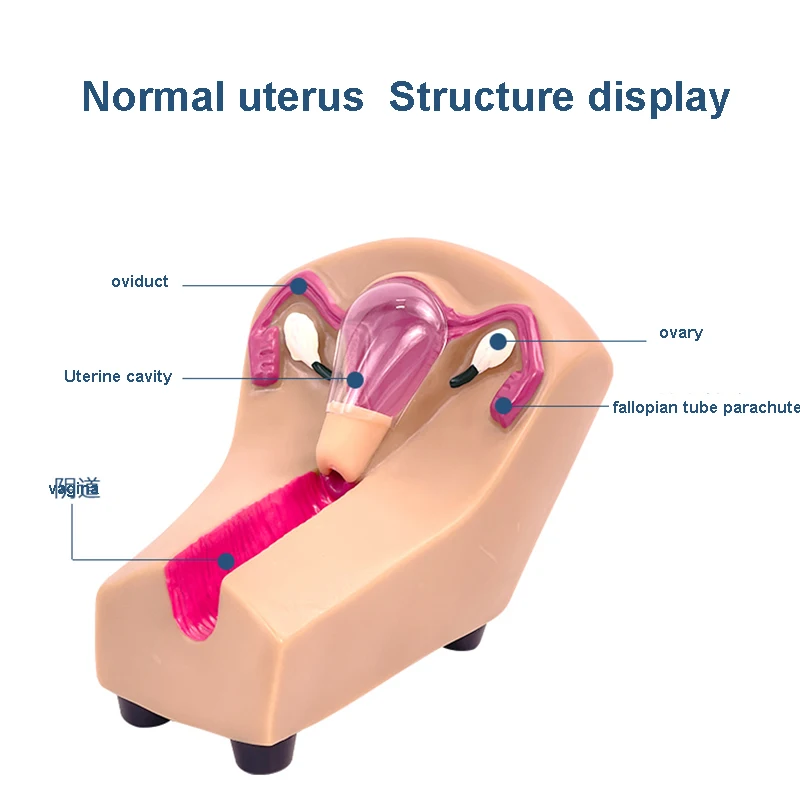 여성 자궁 내 피임 지도 훈련 모델, 자궁 생식기 교육 금형, 상부 링 복용 연습