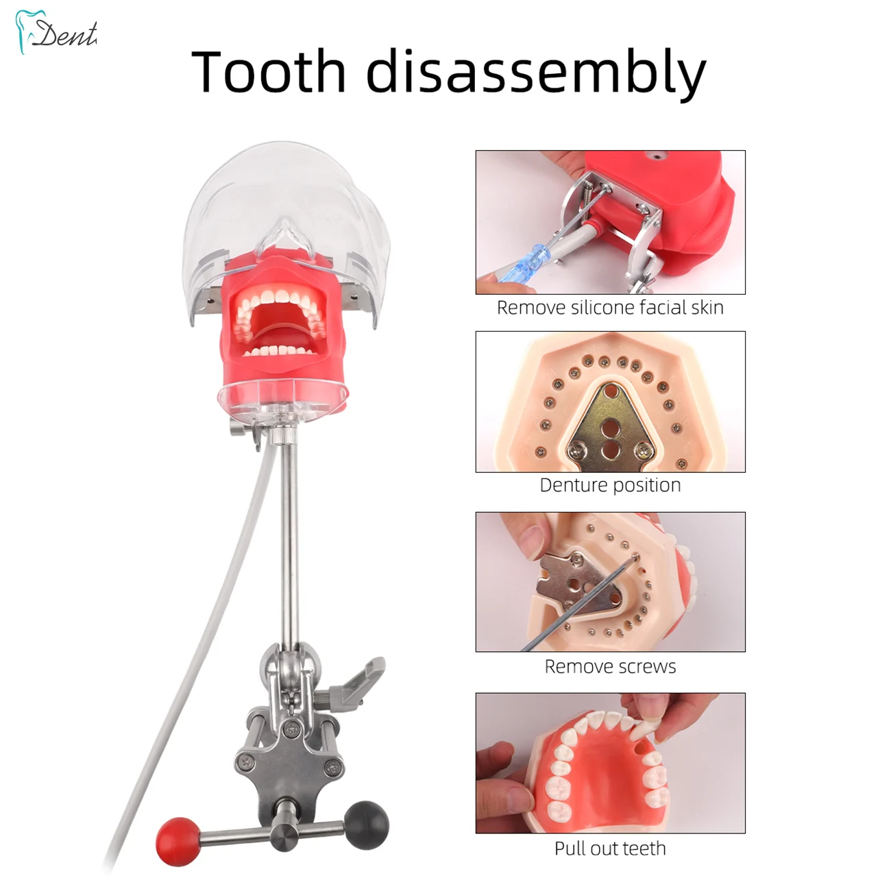 Dental Simulator Phantom Manikin Table Type Simple Head Model With Teeth For Dentist Practice Study Dentistry Equipment