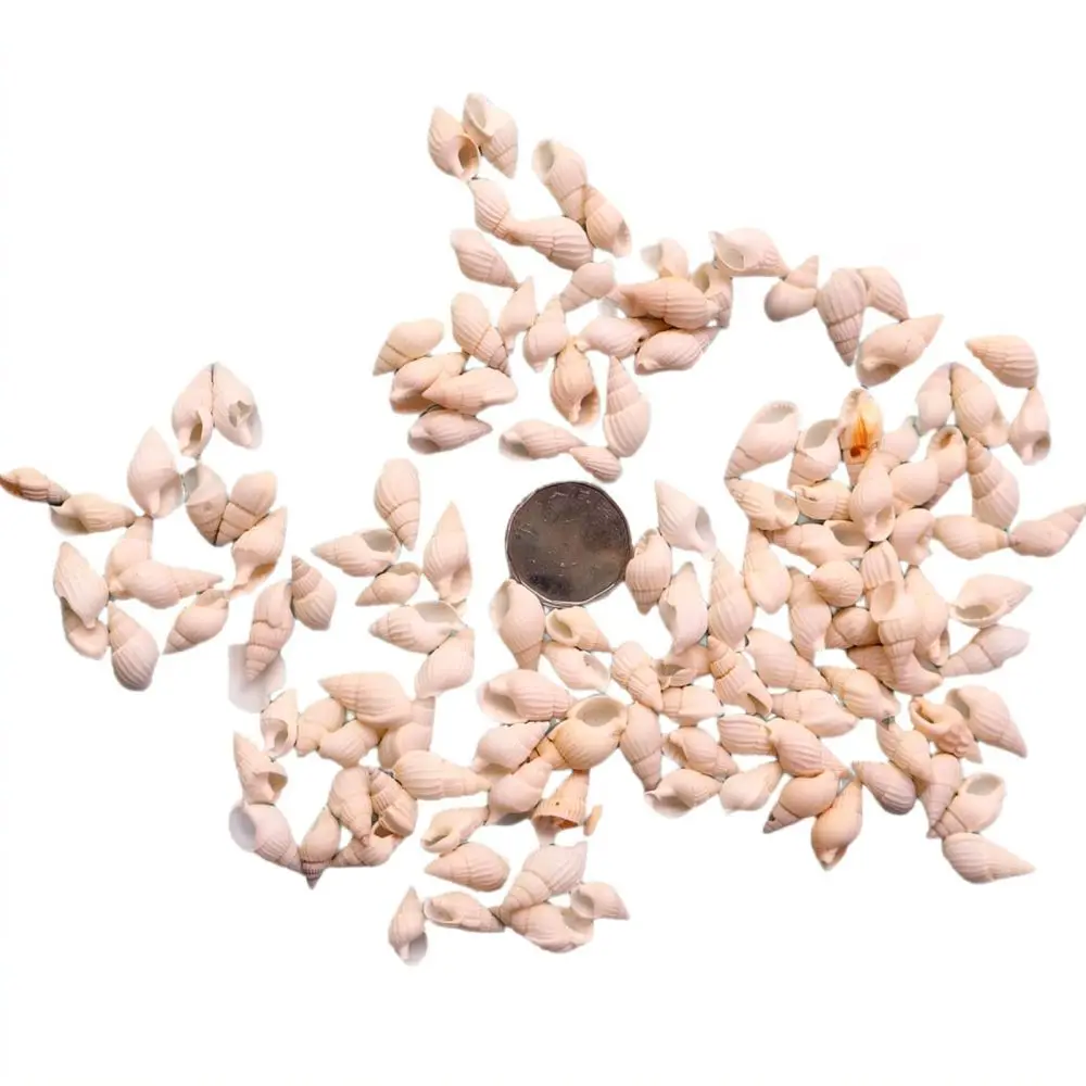 Bulk Natural Sea Shells And Conchs For Fish Tank Aquarium Ornament Ocean Landscape Decor Diy Crafting Project Supplies