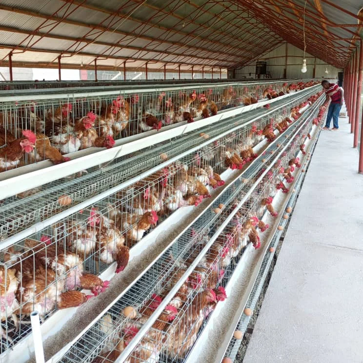 A Type Layer Battery Cage Hot Galvanized Steel Frame Feeding Drinking Manure Cleaning System 3/4 Tiers with 5000 Birds