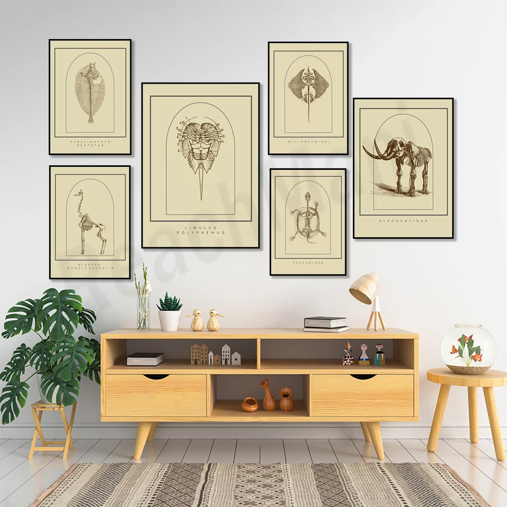 Animal skeleton art, turtle, giraffe, flounder, frog, horseshoe crab, stingray, elephant anatomy poster, anatomy art, sea life