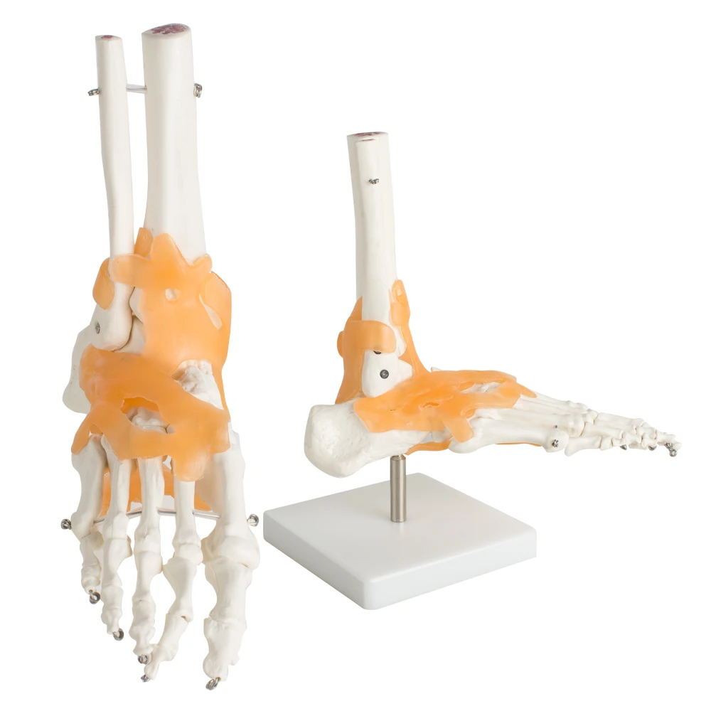 

Human Foot Ankle Joint Model Foot Skeleton Model with Ligament Foot Joint Anatomical Teaching Model