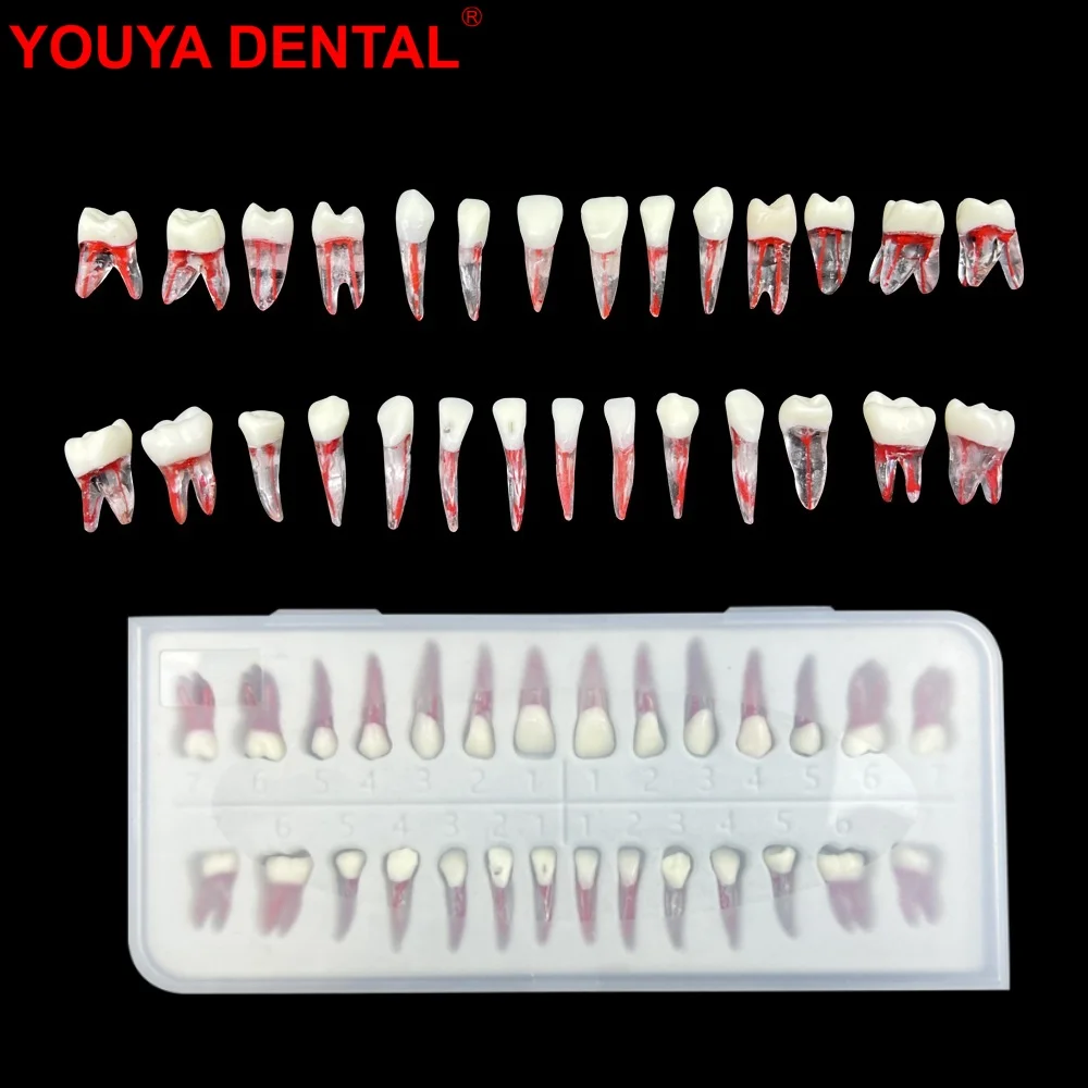 28pc/set Endodontic Teeth Training Dental Endo Teeth Root Canal Model Dentistry RCT Pulp Cavity Block Practice Teaching Studying