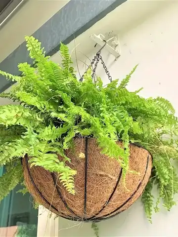 2 पैक, गार्डन हैंगिंग बास्केट 8-16 इंच - विंटेज जियो कोको-लाइनर के साथ, 2 हैंगिंग प्लांटर का पैक 6 best sales लटकती टोकरी - №3