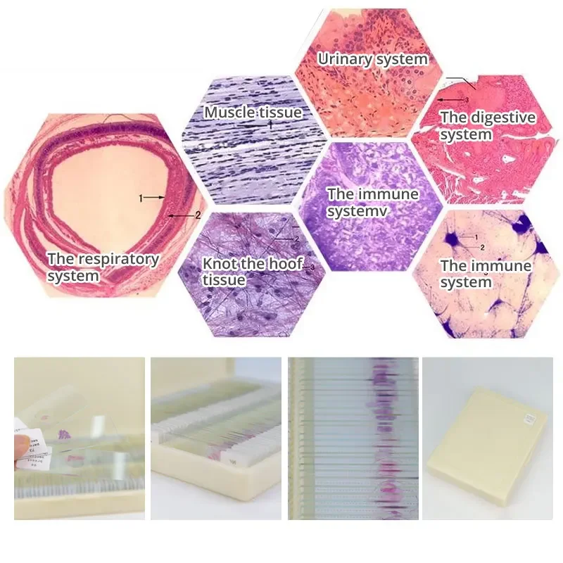 100PCS Human Tissue Sections Histology Prepared Specimen Microscope Slides Human Normal Tissue Embryo Chromosomes
