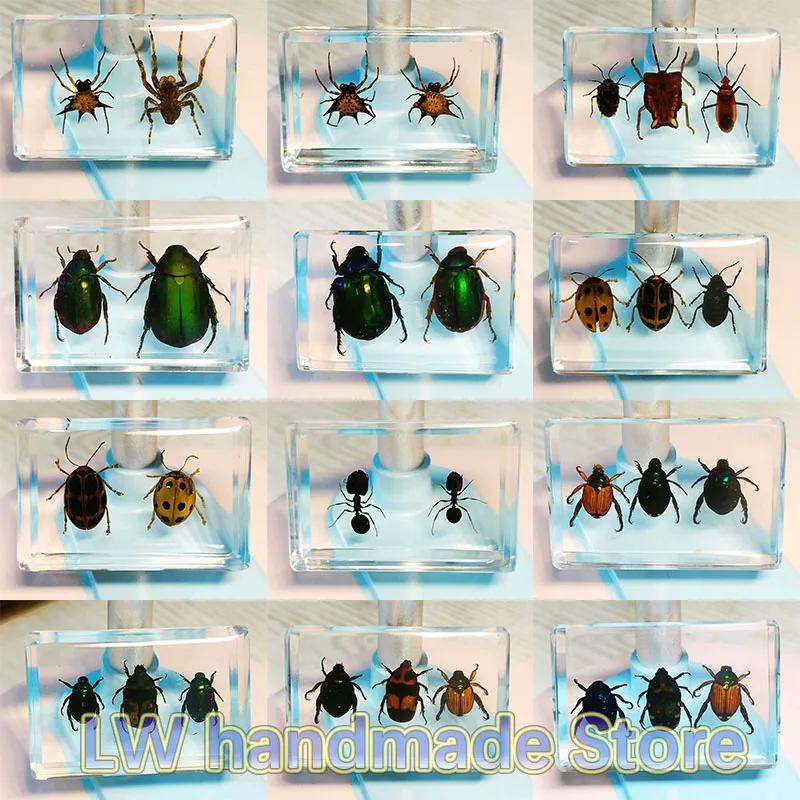 

Eco-friendly Resin for Desk Ornament Decoration, Delicate Insect Beetle Specimen, Science Education Toys, Built-in