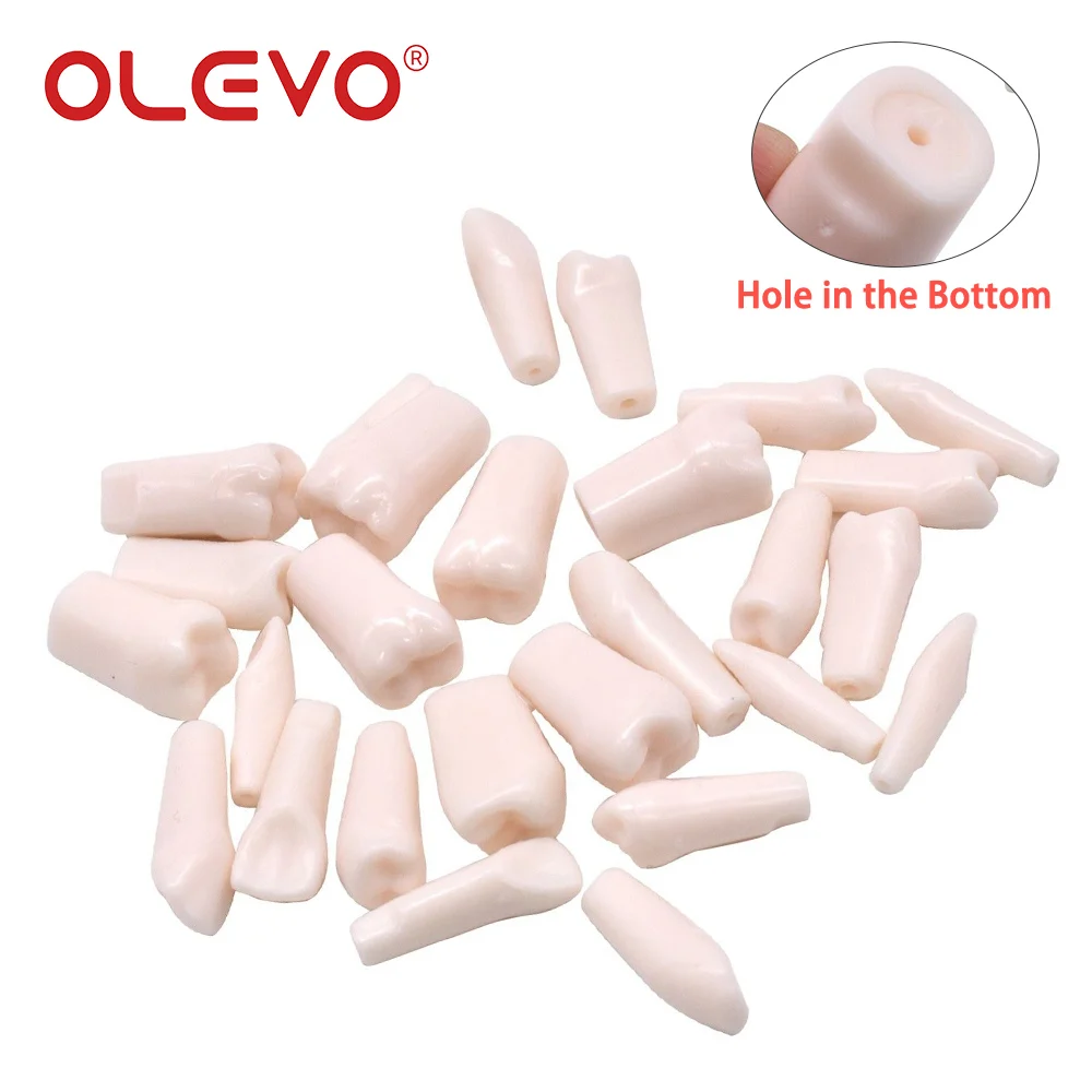 OLEVO Typodont Dental Replacement Screw-in Teeth Teaching Model Removable Fit Kilgore NISSIN 200/500 Type Dentist Accessories