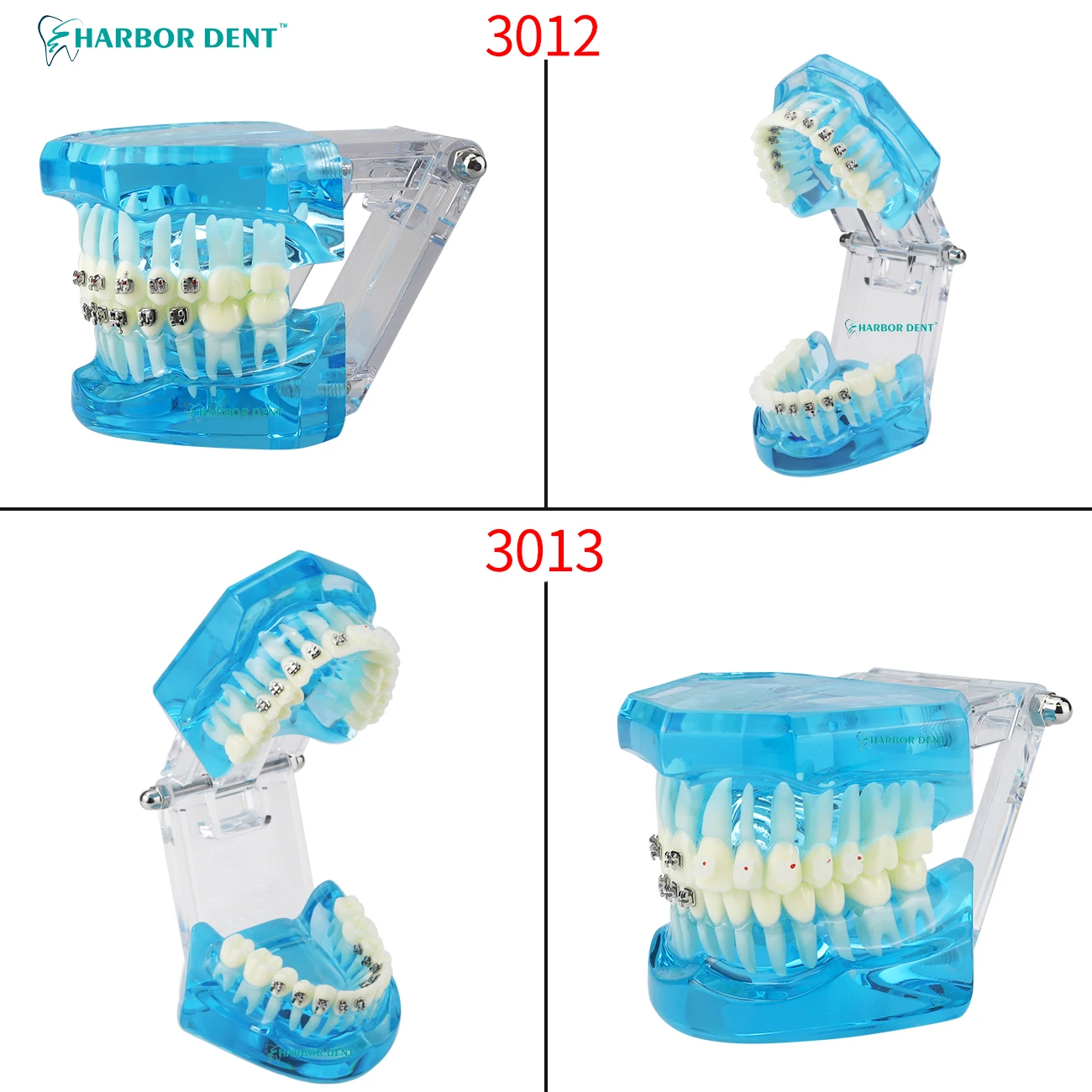 Dental Oral Care Tooth Teeth Model Dentistry Orthodontic Model For Patient Communication Dentist Study Model