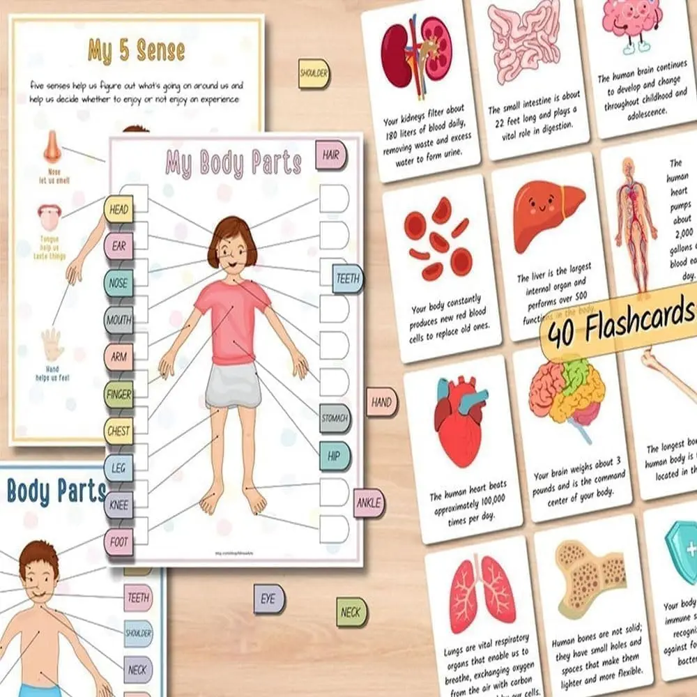 Human Anatomy Busy Book,Preschool Montessori Toys for Kids,Human Organ Match Preschool Interactive Anatomy Busy Book for Kids