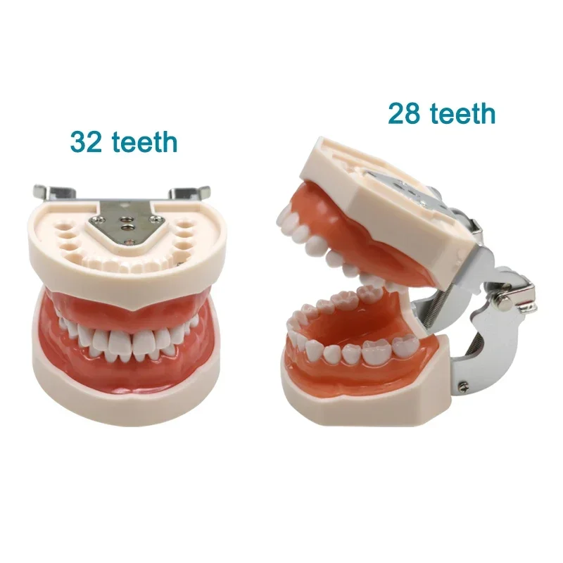 

Dental Practice Model Dental Model Teeth Teaching Model with Soft Gum Dental Demonstration Instrument 28/32pcs