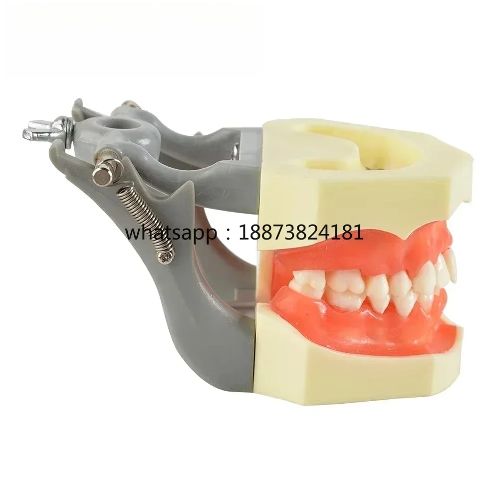 Hot Selling Competitive Price Teaching Model  fast shipping