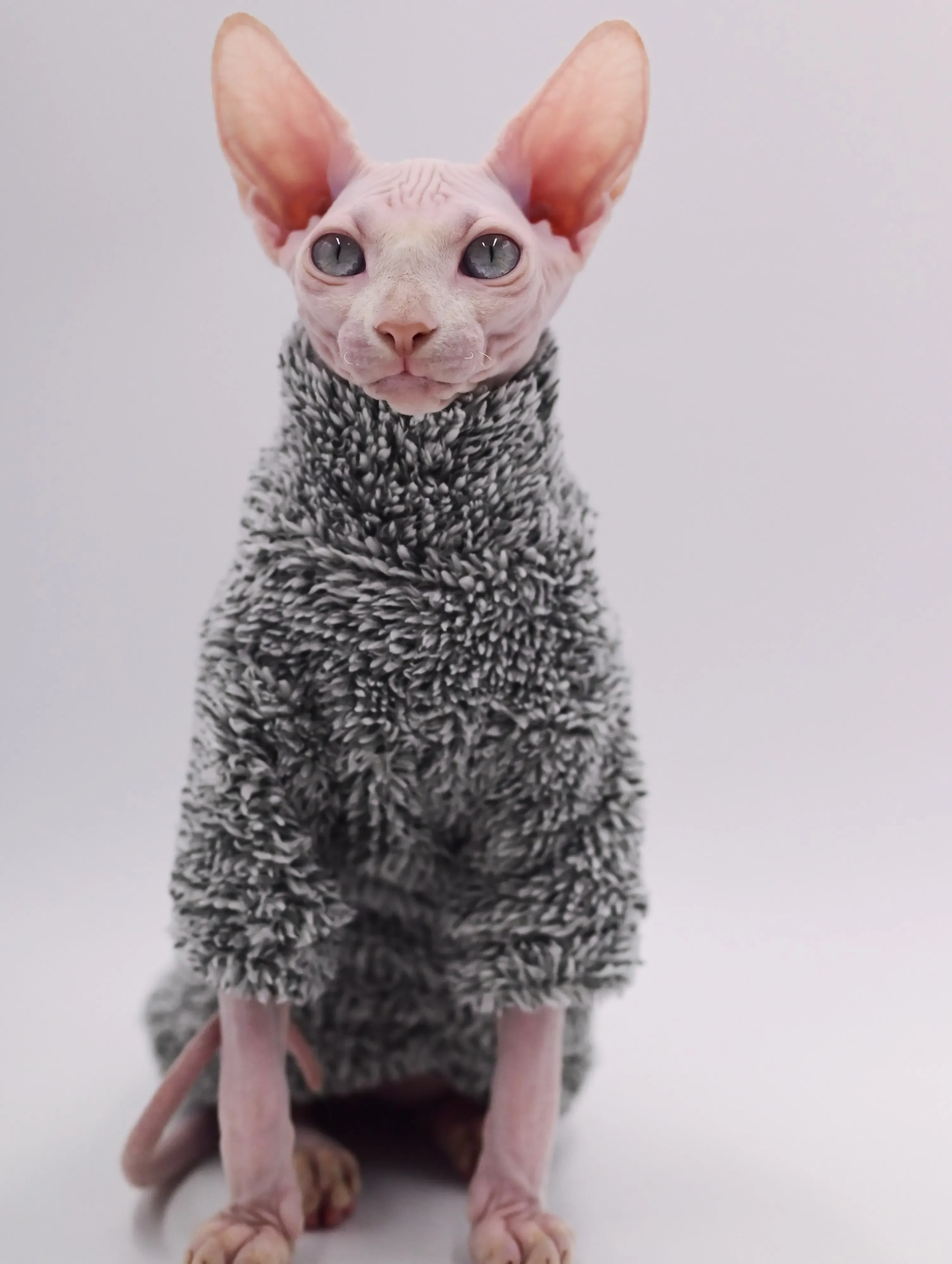 DUOMASUMI-Tenues de chat super cool, vêtements d'automne et d'hiver chauds, vêtements sans poils, vêtements en déclin pour chat Sphynx