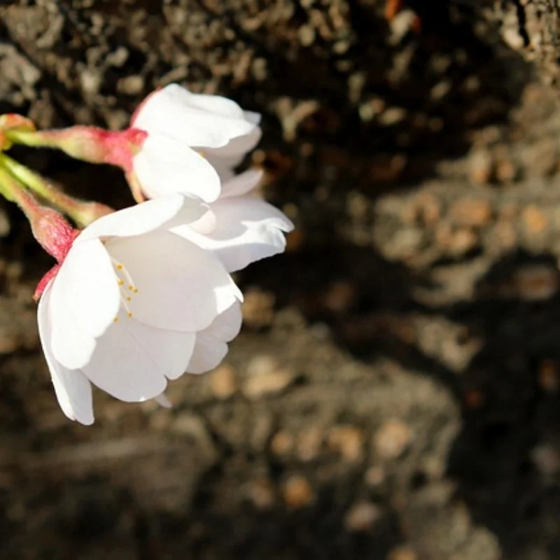 

Metal RC Body Chassis Frame Kit Fits for WPL C14 C24 1/16 Car Upgrade Truck Car Spare Parts Wheelbase Assemble Shell Frame