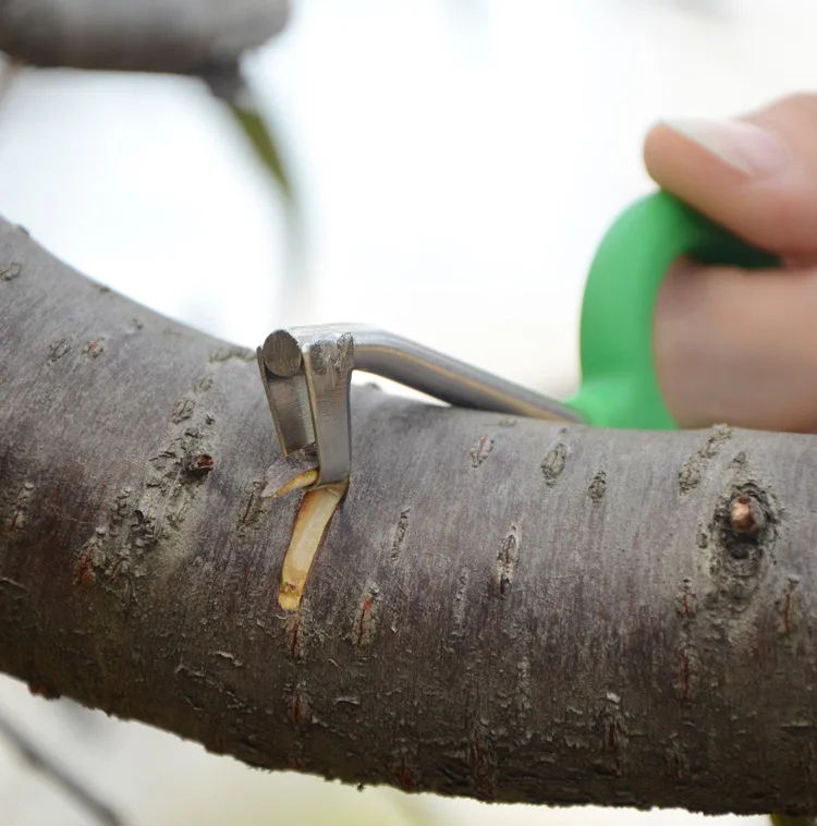 Coupe-aboiement en anneau de manganèse, ciseaux, couteau de ceinture, outils d\'élagage, arbre fruitier de jardin, raisin