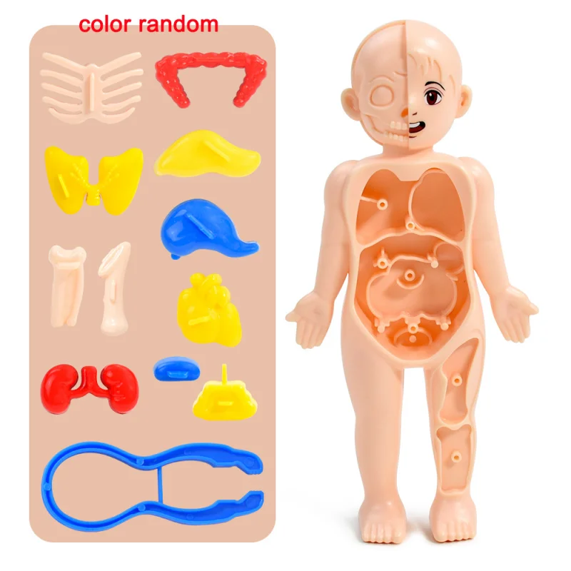 Giocattoli scientifici per bambini Anatomia dell'organo del corpo umano Modello assemblato fai-da-te Strumenti didattici medici per bambini