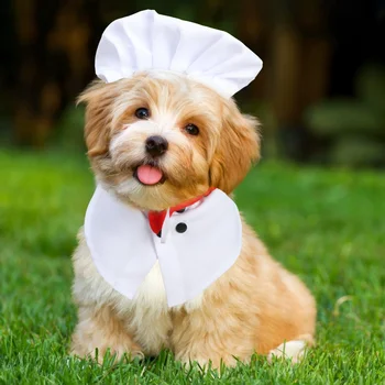 Pet Chef Transforms Into Funny Cat and Dog Costumes, Pet Quirky Halloween Outfits 1