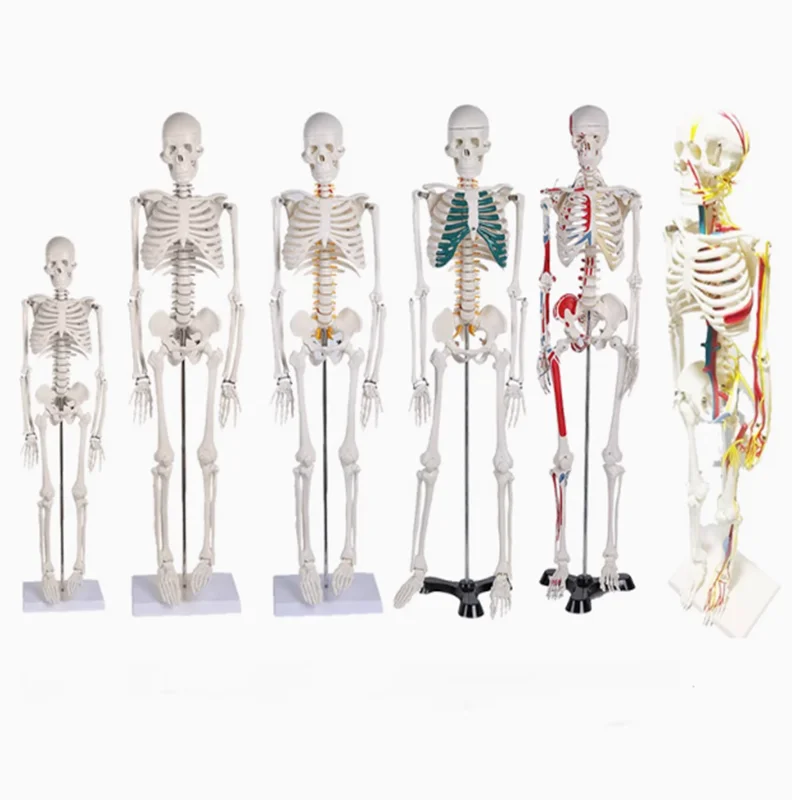 Human Skeletal Model  With Removable Muscles  Spine 1: 1 Medical Whole Body Simulation Art