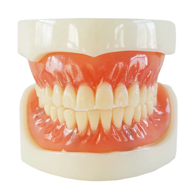 Full Denture  Model, Resin Anatomical Dental Replica, Soft Gums, Medical Education, Oral Surgery Study Aid