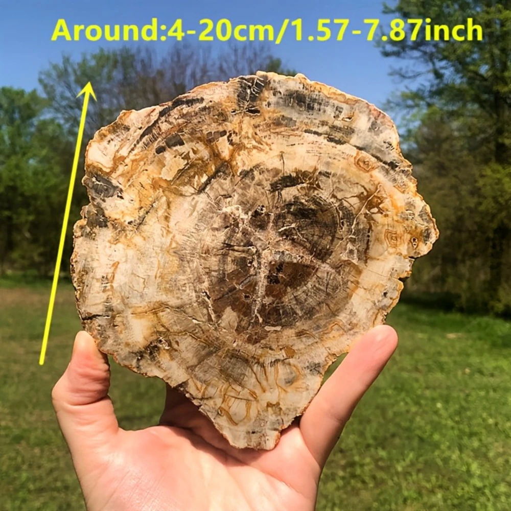 Natural Petrified Wood Slice, Polished Petrified Wood Slab, Mineral Specimen, Irregular Shape Stone, Desk Ornament, Healing Gift