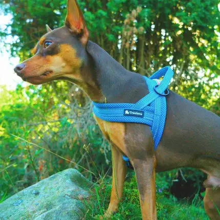 

Dog Lea Vest Sle Traction Belt Large Medium Small Dogs Anti Explosion Walking Harn Pet Supplies