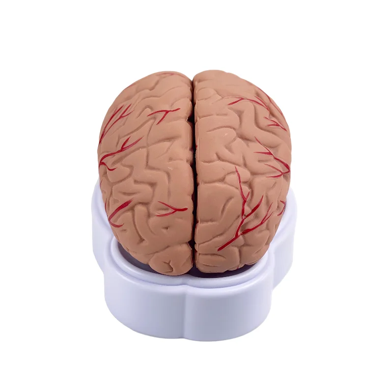 8parts Human Life Size brain anatomy model Medical Set 8 Parts Budget Brain Arteries Model Anatomy