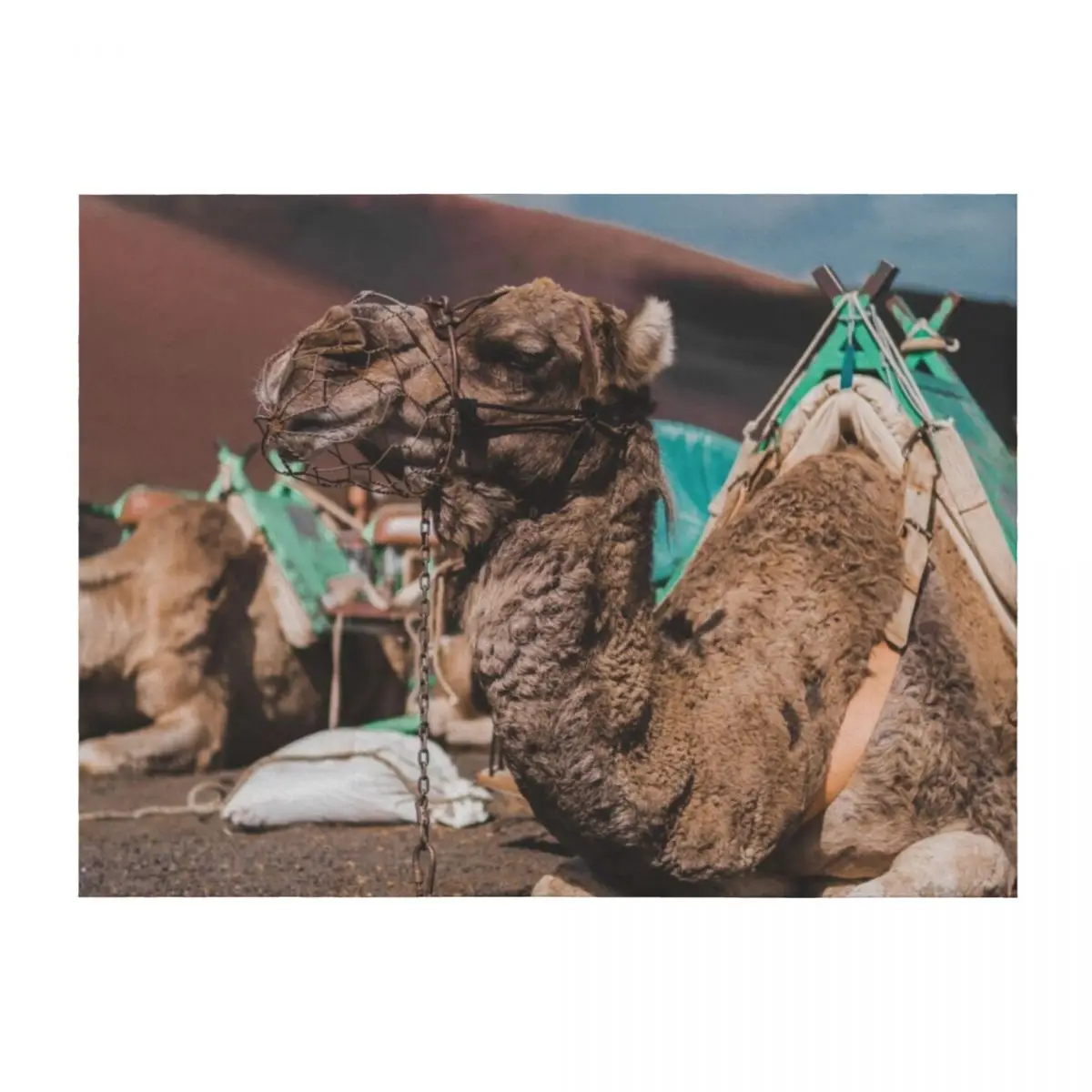 

Camel Resting Throw Blanket Single blankets and throws Soft Beds Blankets