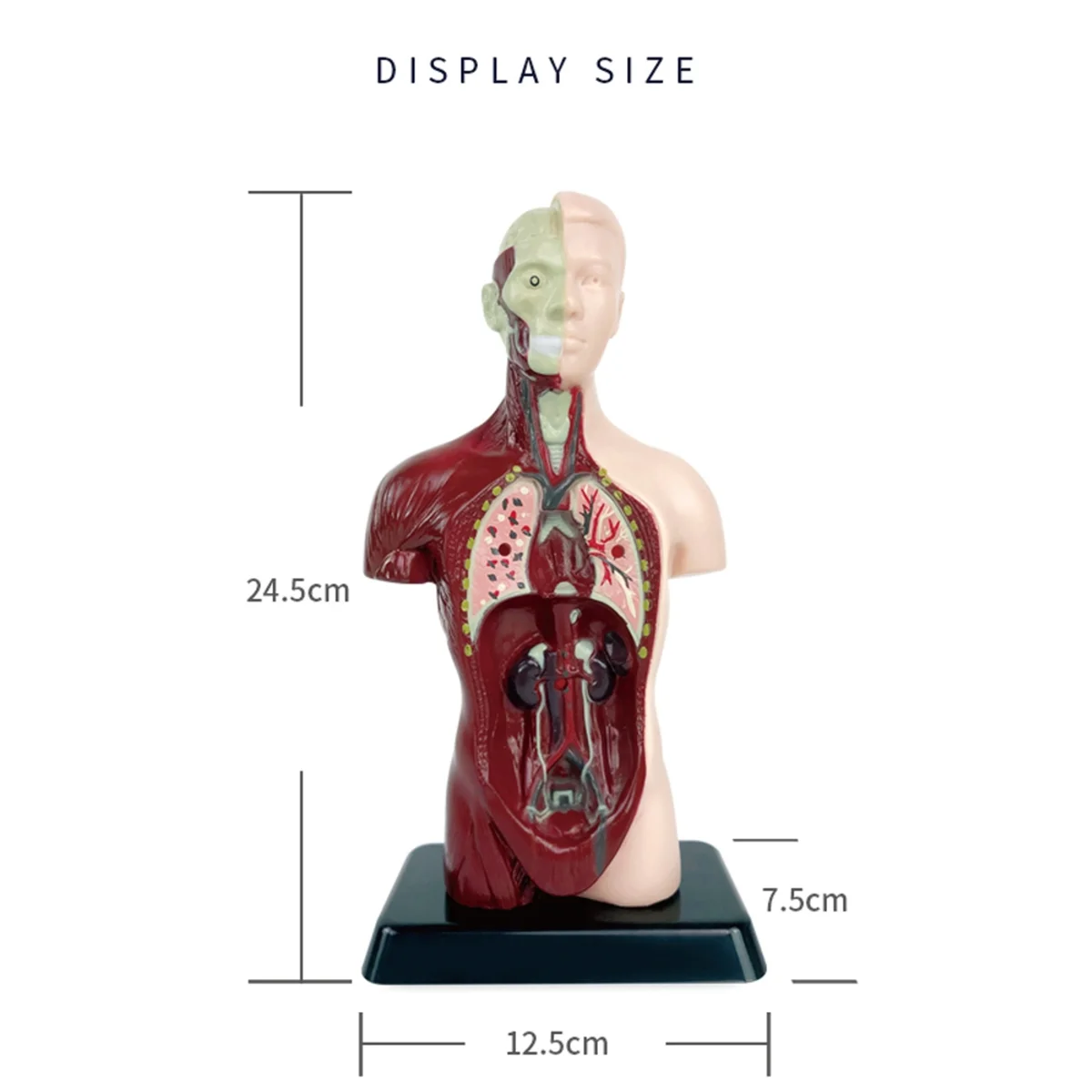New Human Body Model with 7 Removable Organ Models,Educational Organ Anatomy Model for Biological Science Learning
