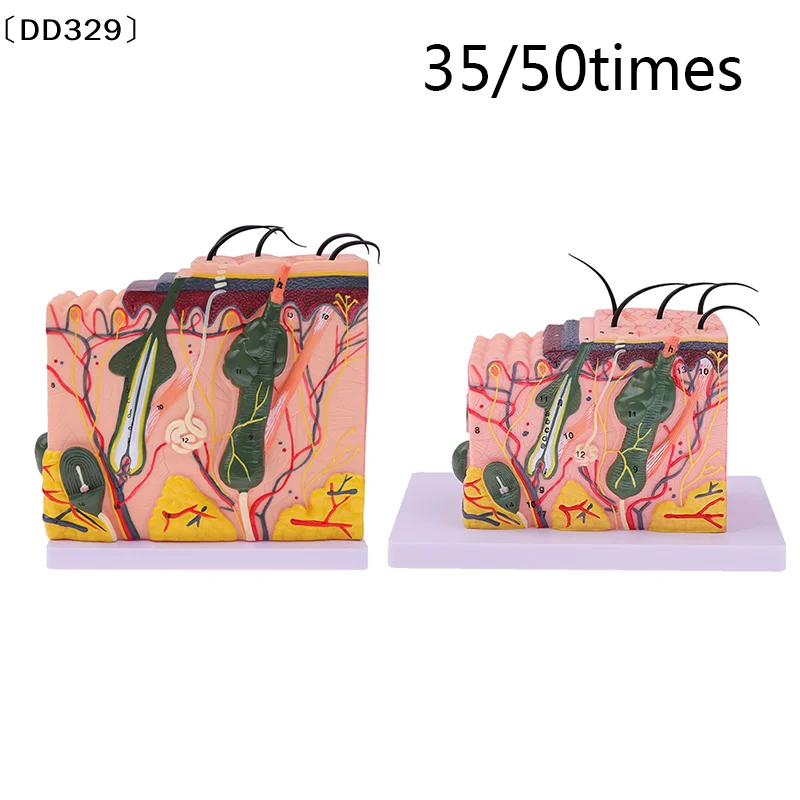 

Увеличенная в 35/50 раз модель кожи человека: анатомическая структура кожи и волос [DD329]