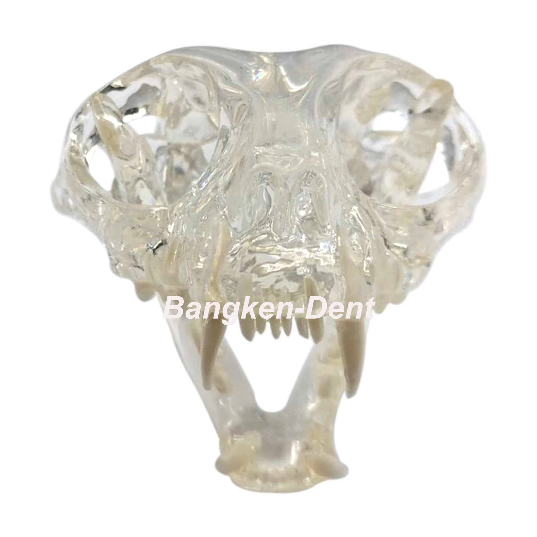 

Dental Full Cat Head Skull Teeth Model Clear Pet Clinic Anatomical Tooth Jaw Canine Veterinary Education Decoration Demonstrate