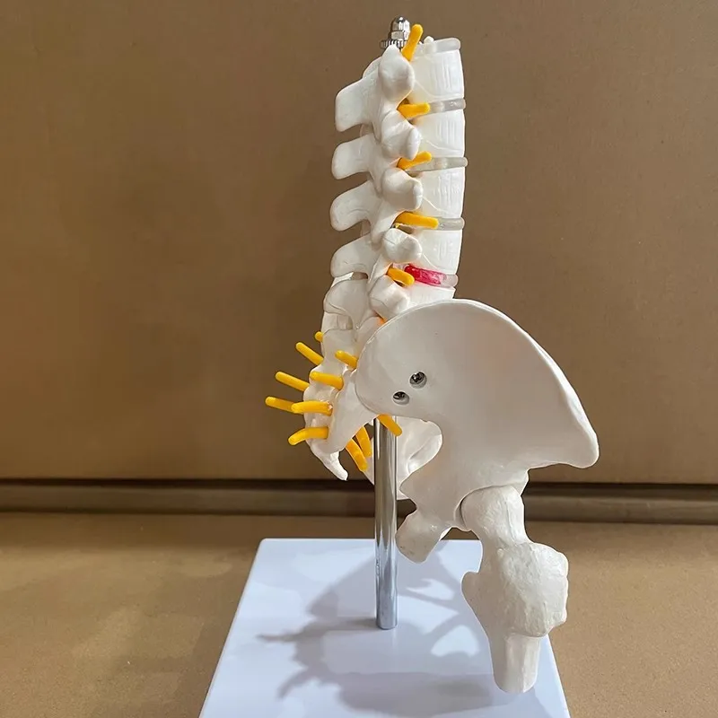 Life Size Human Pelvic With Five Lumbar Vertebrae and Femur Model  Spinal Column Spine Model Skeleton Anatomy Science Supplies