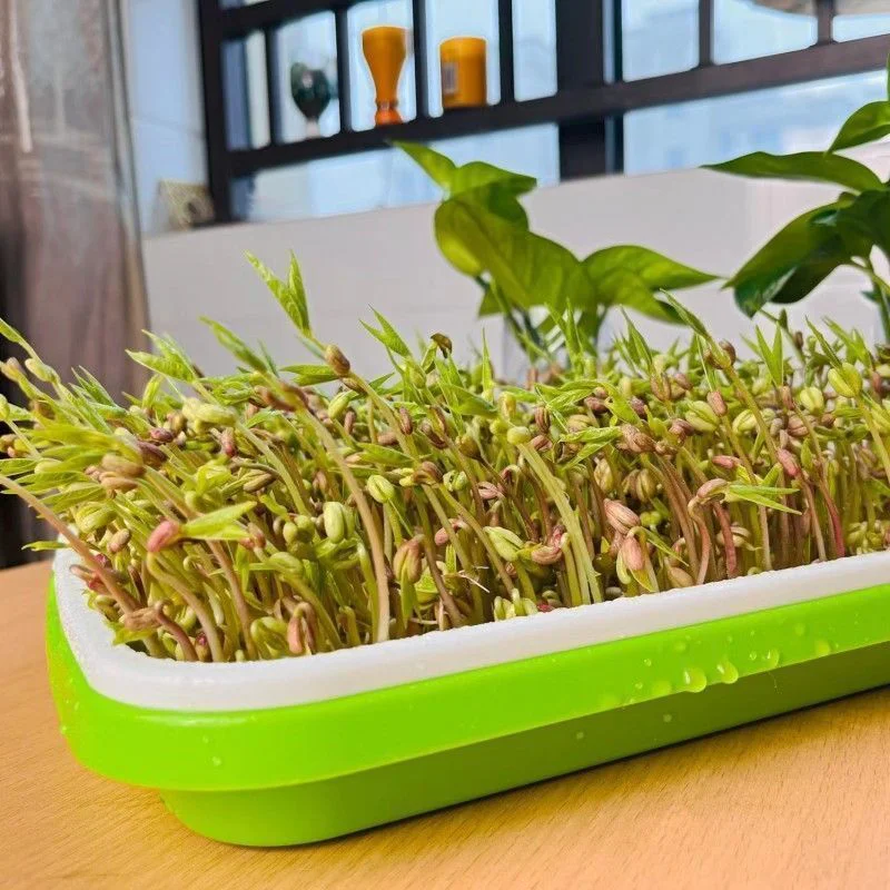 Microgreens Sprouter Tray Hydroponic / Sprouting Tray For Sprout Garden Rice Hydroponic Systems Tray Garden Nursery Pot # 12