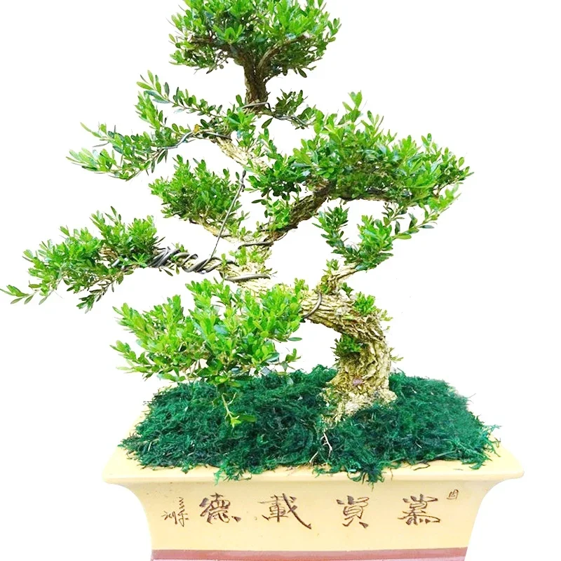 Model Buxus Sinica Var. Parvifolia Bonsai Plant Indoor Stump Potted Large Bonsai Tree Desktop Green Plant Living Room